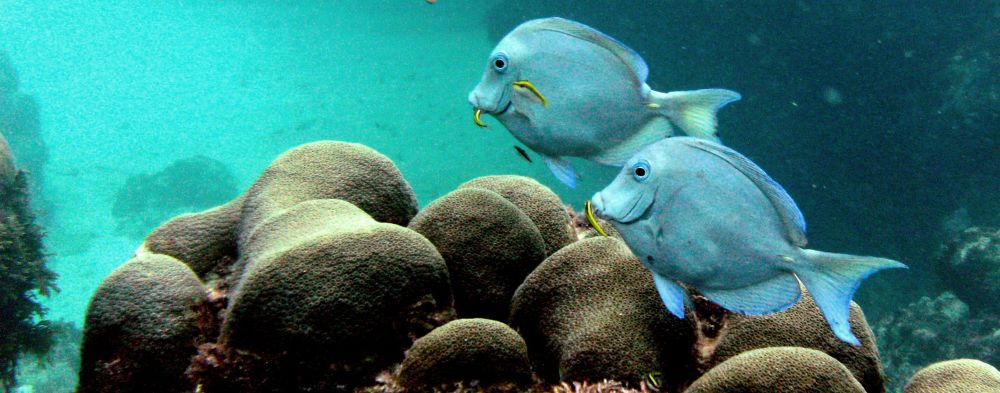 Las Galeras Divers-centre et école de plongée en République dominicaine-Las Galeras-Péninsule de Samaná